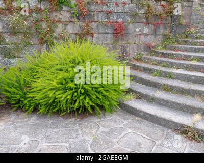 grevillea foglia di ginepro o piante di fiori di ragno. Arbusti decorativi di colore verde brillante vicino alla scalinata in pietra. Foto Stock