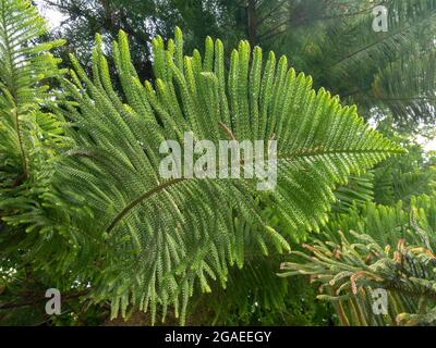 Araucaria columnaris la barriera corallina o ramo araucaria Cook con diramazioni orizzontali Foto Stock