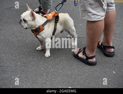 Un uomo fa una pausa su un marciapiede con il suo cane da corrida, mentre visita un festival d'arte a Santa Fe, New Mexico. Foto Stock