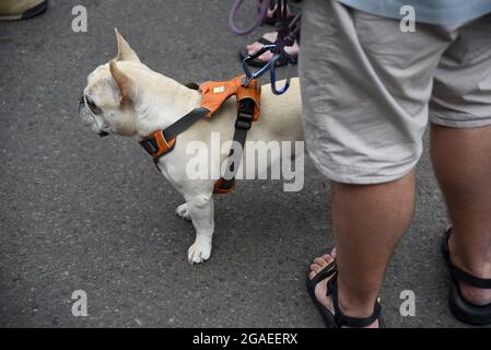 Un uomo fa una pausa su un marciapiede con il suo cane da corrida, mentre visita un festival d'arte a Santa Fe, New Mexico. Foto Stock