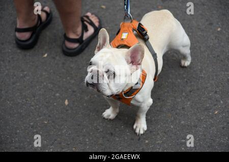 Un uomo fa una pausa su un marciapiede con il suo cane da corrida, mentre visita un festival d'arte a Santa Fe, New Mexico. Foto Stock