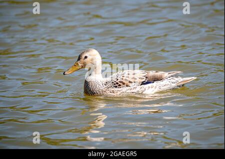 Leucistic femmina d'anatra mallard con perdita parziale di pigmentazione con una mallard drake maschio Foto Stock