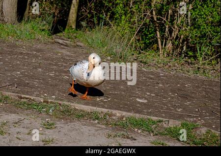 Leucistic femmina d'anatra mallard con perdita parziale di pigmentazione con una mallard drake maschio Foto Stock