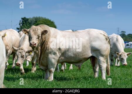 Potente pedigree Charolais toro in pascolo con mandria di bestiame. Yorkshire, Regno Unito. Foto Stock