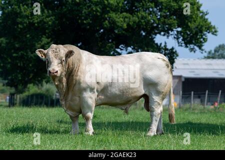 Potente pedigree Charolais toro in pascolo con mandria di bestiame. Yorkshire, Regno Unito. Foto Stock