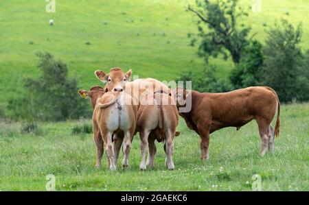 Giovani vitelli toro che si riuniscono intorno a una mucca a caldo in pascolo, Lancashire, Regno Unito. Foto Stock