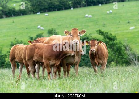 Giovani vitelli toro che si riuniscono intorno a una mucca a caldo in pascolo, Lancashire, Regno Unito. Foto Stock