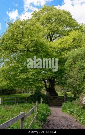 Sulla Two Moors Way vicino a Chagford su Dartmoor in Devon Foto Stock