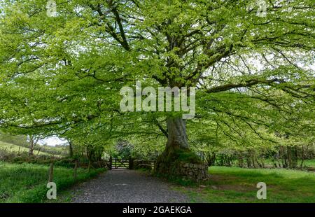 Sulla Two Moors Way vicino a Chagford su Dartmoor in Devon Foto Stock