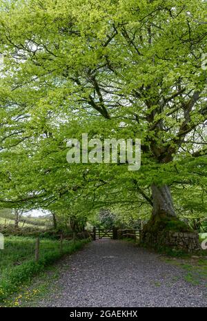 Sulla Two Moors Way vicino a Chagford su Dartmoor in Devon Foto Stock
