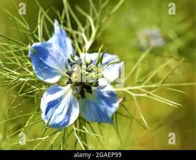 Primo piano di una bella Nigella su uno sfondo verde sfocato Foto Stock