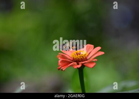 Una farfalla monarca con ali larghe aperte su un fiore giallo di andellio con fondo d'erba. Foto Stock