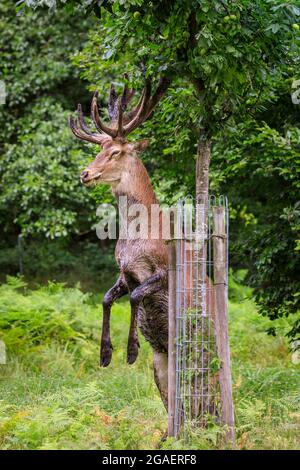 Duelmen, NRW, Germania. 30 luglio 2021. Uno stag di cervo rosso (cervus elaphus) chiaramente mette a disposizione un cambiamento di dieta ed ha fatto il suo senso al giardino della loggia del forestere, quindi ottiene pazzo sulle sue gambe hind per staccare le mele da un albero della mela, ripetutamente. Più tardi si munge la sua strada attraverso circa dieci mele prima di trodding fuori nella foresta. Credit: Imageplotter/Alamy Live News Foto Stock