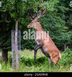 Duelmen, NRW, Germania. 30 luglio 2021. Uno stag di cervo rosso (cervus elaphus) chiaramente mette a disposizione un cambiamento di dieta ed ha fatto il suo senso al giardino della loggia del forestere, quindi ottiene pazzo sulle sue gambe hind per staccare le mele da un albero della mela, ripetutamente. Più tardi si munge la sua strada attraverso circa dieci mele prima di trodding fuori nella foresta. Credit: Imageplotter/Alamy Live News Foto Stock