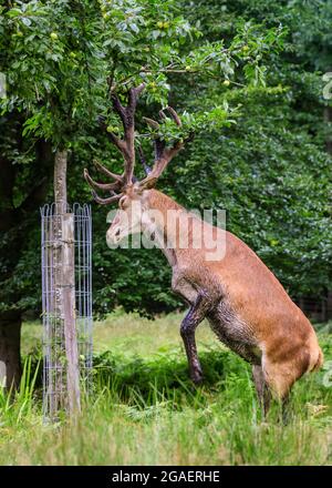 Duelmen, NRW, Germania. 30 luglio 2021. Uno stag di cervo rosso (cervus elaphus) chiaramente mette a disposizione un cambiamento di dieta ed ha fatto il suo senso al giardino della loggia del forestere, quindi ottiene pazzo sulle sue gambe hind per staccare le mele da un albero della mela, ripetutamente. Più tardi si munge la sua strada attraverso circa dieci mele prima di trodding fuori nella foresta. Credit: Imageplotter/Alamy Live News Foto Stock