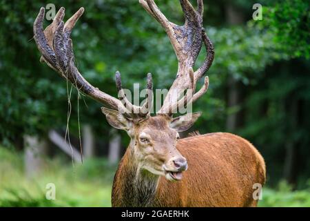 Duelmen, NRW, Germania. 30 luglio 2021. Uno stag di cervo rosso (cervus elaphus) chiaramente mette a disposizione un cambiamento di dieta ed ha fatto il suo senso al giardino della loggia del forestere, quindi ottiene pazzo sulle sue gambe hind per staccare le mele da un albero della mela, ripetutamente. Più tardi si munge la sua strada attraverso circa dieci mele prima di trodding fuori nella foresta. Credit: Imageplotter/Alamy Live News Foto Stock