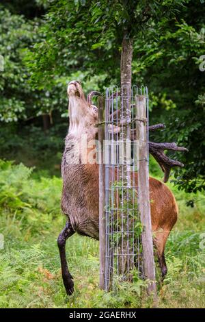 Duelmen, NRW, Germania. 30 luglio 2021. Uno stag di cervo rosso (cervus elaphus) chiaramente mette a disposizione un cambiamento di dieta ed ha fatto il suo senso al giardino della loggia del forestere, quindi ottiene pazzo sulle sue gambe hind per staccare le mele da un albero della mela, ripetutamente. Più tardi si munge la sua strada attraverso circa dieci mele prima di trodding fuori nella foresta. Credit: Imageplotter/Alamy Live News Foto Stock