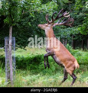 Duelmen, NRW, Germania. 30 luglio 2021. Uno stag di cervo rosso (cervus elaphus) chiaramente mette a disposizione un cambiamento di dieta ed ha fatto il suo senso al giardino della loggia del forestere, quindi ottiene pazzo sulle sue gambe hind per staccare le mele da un albero della mela, ripetutamente. Più tardi si munge la sua strada attraverso circa dieci mele prima di trodding fuori nella foresta. Credit: Imageplotter/Alamy Live News Foto Stock