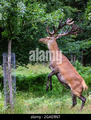 Duelmen, NRW, Germania. 30 luglio 2021. Uno stag di cervo rosso (cervus elaphus) chiaramente mette a disposizione un cambiamento di dieta ed ha fatto il suo senso al giardino della loggia del forestere, quindi ottiene pazzo sulle sue gambe hind per staccare le mele da un albero della mela, ripetutamente. Più tardi si munge la sua strada attraverso circa dieci mele prima di trodding fuori nella foresta. Credit: Imageplotter/Alamy Live News Foto Stock