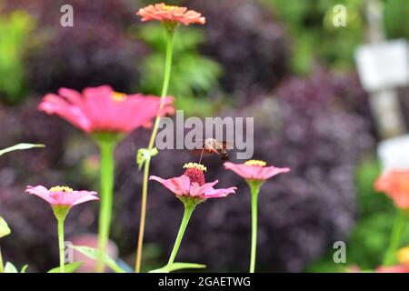 Una farfalla monarca con ali larghe aperte su un fiore giallo di andellio con fondo d'erba. Foto Stock