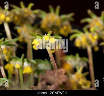 Femmina, marchantia liverwort briofita, fruttiferi corpi disperdenti spore