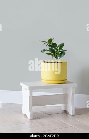 Piante verdi moderne ficus in pentola gialla in camera. Moderna composizione del giardino di casa elegante e minimalista interno della giungla urbana. Arredamento di casa di botanica Foto Stock