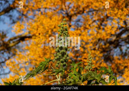 Un mazzo di fagioli di ricino verdi con un albero fiorito sullo sfondo. Mamona. Foto Stock