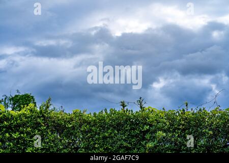 Closeup di verde Ficus annullata siepe contro un cielo nuvoloso Foto Stock