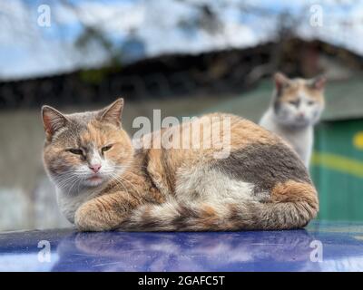 Un paio di gatti multicolore sono seduti sul tetto della macchina Foto Stock