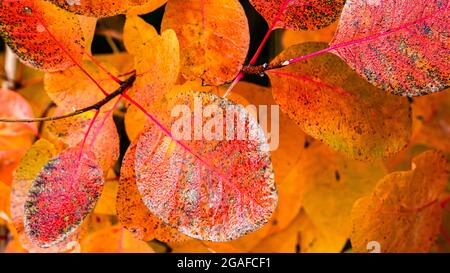 Autunno background.Fall fogliage.colorful foglie bagnate dopo la pioggia. Euphorbia Cotinifolia o fumo tree.Nature sfondo. Foto Stock