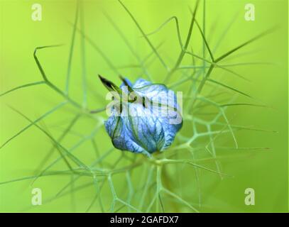 Primo piano di un fiore blu di nigella in germoglio su uno sfondo verde sfocato Foto Stock