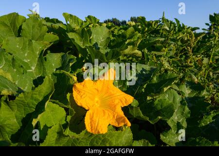 Un grande fiore d'arancio in estate in un campo di zucche commerciali che crescono nella Valle di Snoqualmie dello Stato di Washington Foto Stock