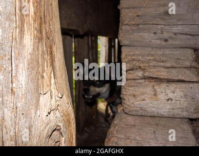 Un piccolo cane bianco e nero abbaia, sbucciando dalla fessura di un vecchio capannone di legno. Foto Stock