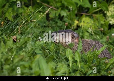 Il groundhog (Marmota monax) in estate mangiare lampone Foto Stock