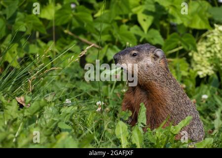 Il groundhog (Marmota monax) in estate mangiare lampone Foto Stock