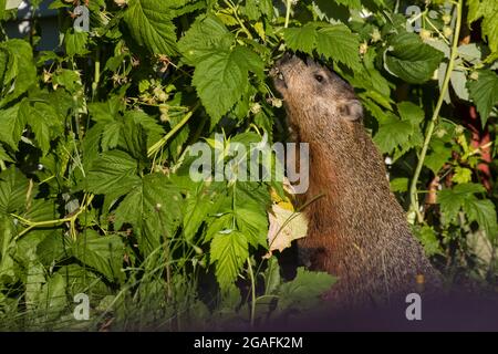 Il groundhog (Marmota monax) in estate mangiare lampone Foto Stock