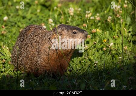 Il groundhog (Marmota monax) in estate mangiare lampone Foto Stock