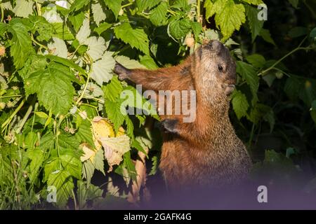 Il groundhog (Marmota monax) in estate mangiare lampone Foto Stock