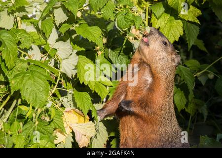 Il groundhog (Marmota monax) in estate mangiare lampone Foto Stock