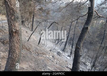 Kobayat, Libano. 30 luglio 2021. Le conseguenze del grande incendio nel distretto di Akkar, Libano, il 30 luglio 2021. Le fiamme sono iniziate il 28 luglio in una grande area boscosa vicino a Kobayat, nel Nord Libano, spostandosi più tardi verso i confini siriani, e sono state completamente domate solo il 30 luglio. Un'intera pineta è stata devastata.(Elisa Gestri/Sipa USA) Credit: Sipa USA/Alamy Live News Foto Stock