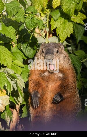 Il groundhog (Marmota monax) in estate mangiare lampone Foto Stock