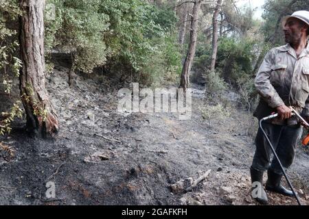 Kobayat, Libano. 30 luglio 2021. Le conseguenze del grande incendio iniziarono nei pressi di Kobayat, distretto di Akkar, Libano, il 30 luglio 2021. Le fiamme si sono diffuse in una grande area boscosa vicino a questo villaggio nel Nord Libano il 28 luglio, spostandosi più tardi verso i confini siriani e sono state completamente domate solo il 30 luglio. Un'intera pineta è stata devastata.(Elisa Gestri/Sipa USA) Credit: Sipa USA/Alamy Live News Foto Stock