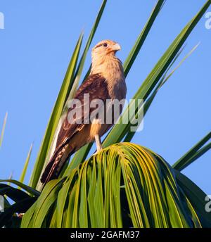 Caracara con testa gialla in Costa Rica Foto Stock