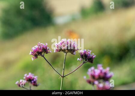 Vero alkanet (Anchusa officinalis) Foto Stock
