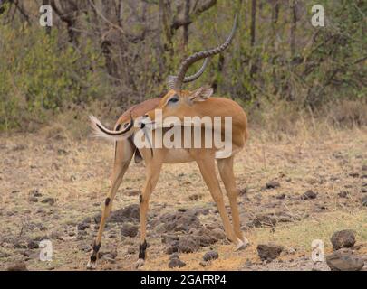 Maestoso impala maschile che si cura e mostra le sue corna nel selvaggio Meru National Park, Kenya Foto Stock