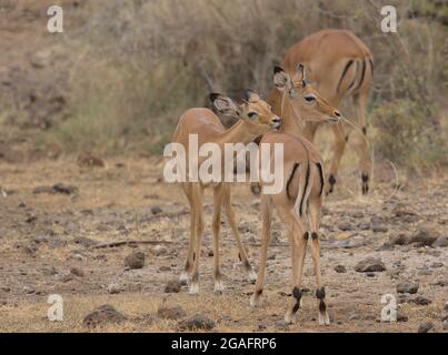 Due giovani impala maschili che costruiscono legami sociali attraverso la cura tenera e la pulizia reciproca delle spalle nel selvaggio Kenya Foto Stock