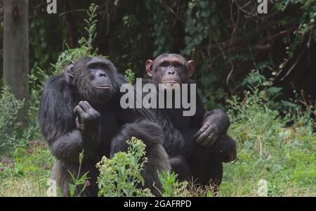 Un paio di scimpanzé selvaggi riposati sul terreno insieme nel santuario dello scimpanzé di Ol Pejeta Conservancy Foto Stock