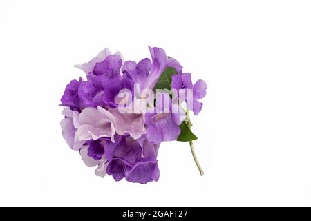 Bella mansoa Alliacea?flowers isolato su sfondo bianco Foto Stock