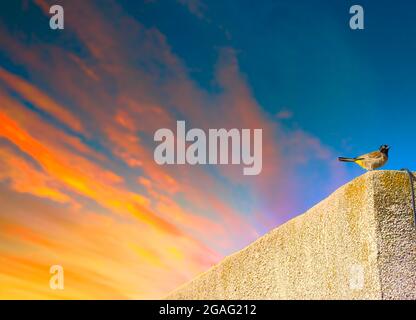 Un bellissimo bulbul bianco-arato giallo-ventilato o uccello pycnonotus xantopygos che si trova su un bastone di legno sul balcone Foto Stock