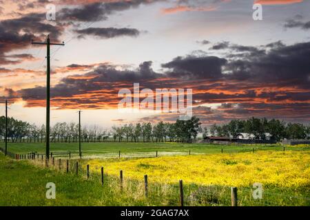 I poli di potere corrono lungo un campo di canola fiorente vicino ad una fattoria sulle praterie canadesi nell'Alberta meridionale. Foto Stock